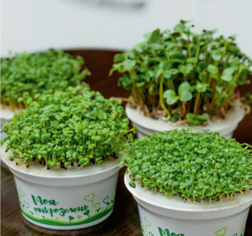 Набор для выращивания микрозелени: РЕДИС (зеленый, белый)
